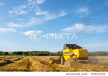 Photo from afar of harvester harvesting wheat, blue sky . 56921030