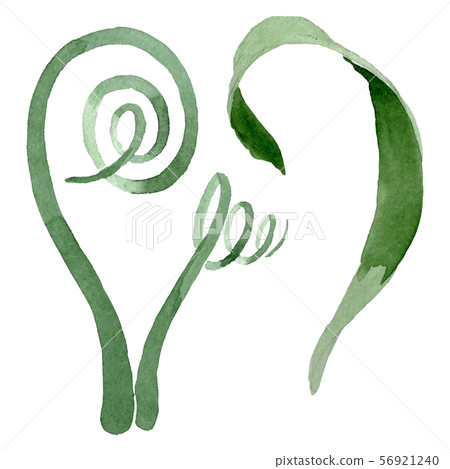 Albuca canadensis floral botanical flowers. Watercolor background set. Isolated albuca illustration 56921240