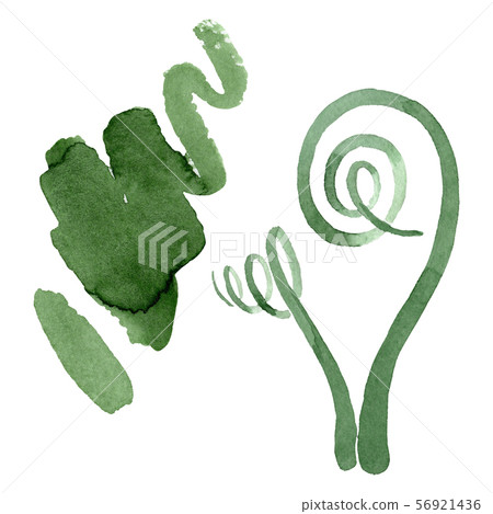 Albuca canadensis floral botanical flowers. Watercolor background set. Isolated albuca illustration Albuca canadensis floral botanical flowers. Watercolor background set. Isolated albuca illustration 56921436