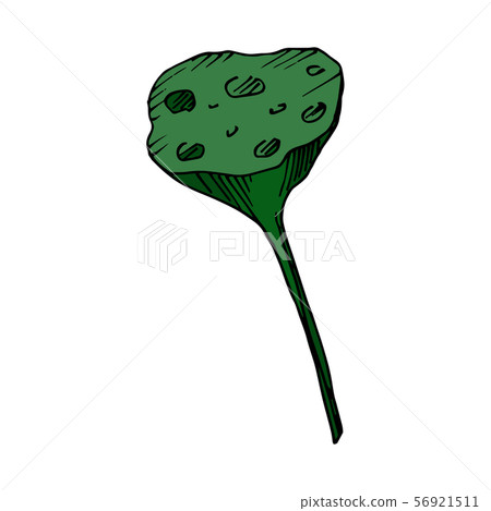 Vector Lotus floral botanical flowers. Black and white engraved ink art. Isolated lotus illustration Vector Lotus floral botanical flowers. Black and white engraved ink art. Isolated lotus illustration 56921511