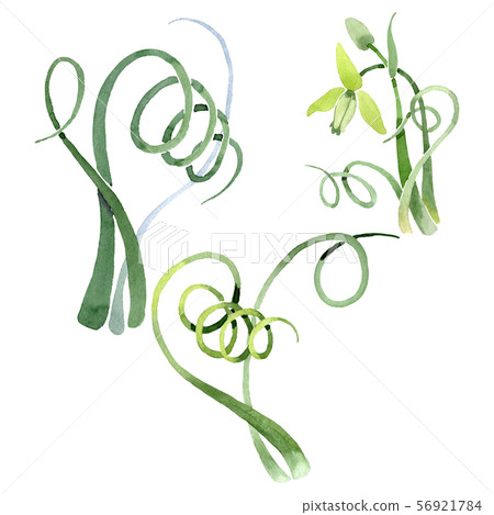 Albuca canadensis floral botanical flowers. Watercolor background set. Isolated albuca illustration Albuca canadensis floral botanical flowers. Watercolor background set. Isolated albuca illustration 56921784