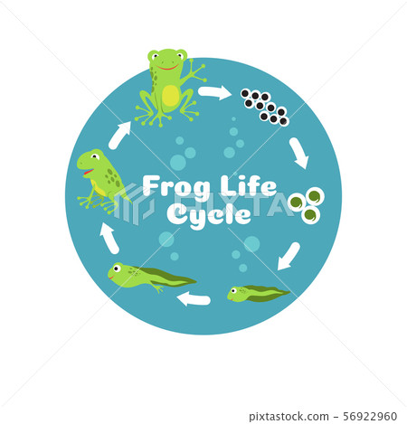 Frog life cycle. From eggs to tadpole and adult frog. Kids biology educational vector illustration 56922960