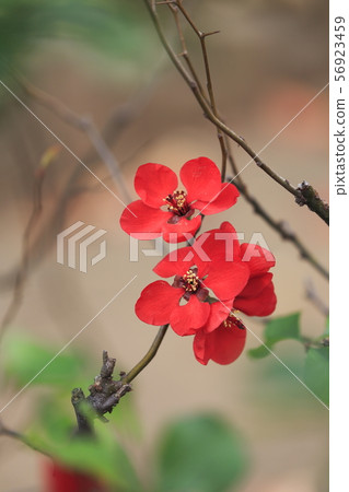 7 bokeh flowers 7 bokeh flowers 56923459