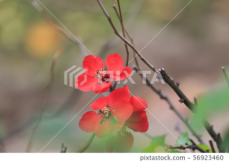 7 bokeh flowers 56923460
