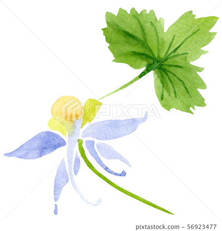 Blue yellow brugmansia floral botanical flowers. Watercolor background set. Isolated brugmansia 56923477