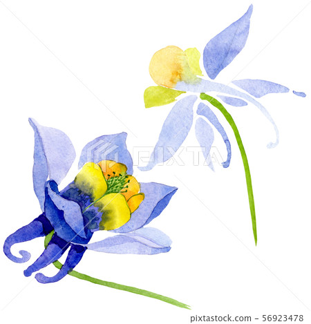Blue yellow brugmansia floral botanical flowers. Watercolor background set. Isolated brugmansia Blue yellow brugmansia floral botanical flowers. Watercolor background set. Isolated brugmansia 56923478
