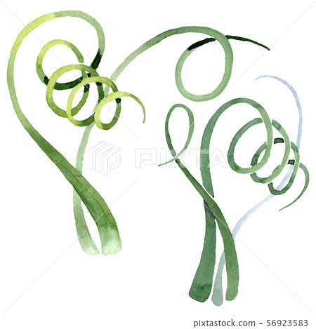 Albuca canadensis floral botanical flowers. Watercolor background set. Isolated albuca illustration Albuca canadensis floral botanical flowers. Watercolor background set. Isolated albuca illustration 56923583
