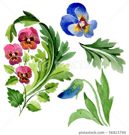 Ornament with viola floral botanical flowers. Watercolor background set. Isolated violas Ornament with viola floral botanical flowers. Watercolor background set. Isolated violas 56923798
