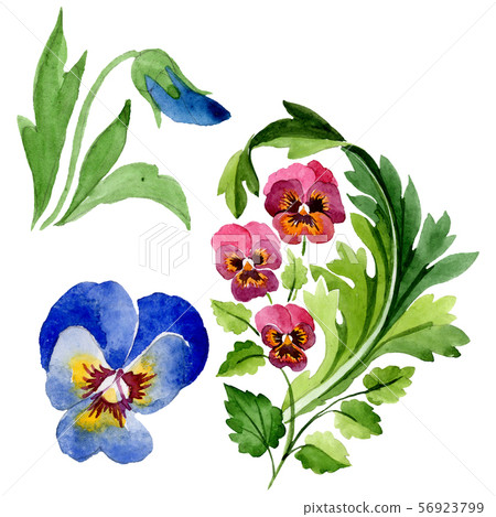 Ornament with viola floral botanical flowers. Watercolor background set. Isolated violas Ornament with viola floral botanical flowers. Watercolor background set. Isolated violas 56923799