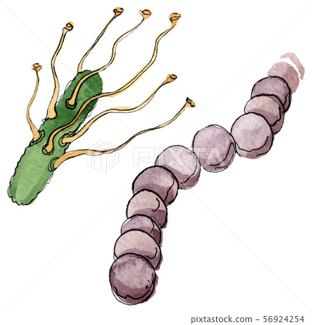 Microbe or germ hand drown illustration. Watercolor background set. Isolated microorganism Microbe or germ hand drown illustration. Watercolor background set. Isolated microorganism 56924254