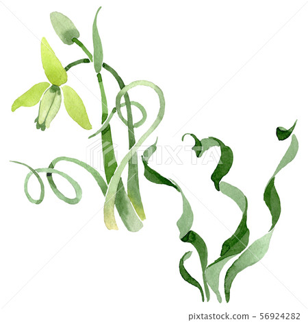 Albuca canadensis floral botanical flowers. Watercolor background set. Isolated albuca illustration 56924282