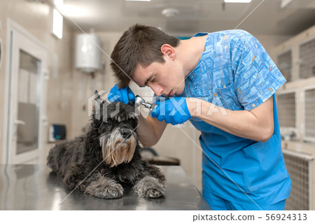 Young veterinarian technician check his patient 56924313