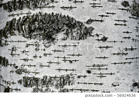 Birch bark with details as a background. Birch bark with details as a background. 56924636