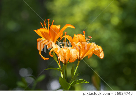 百合庭院百合花 百合庭院百合花 56924743