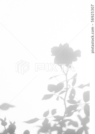 Gray shadow of the wild roses leaves and flower on Gray shadow of the wild roses leaves and flower on 56925307