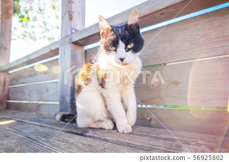 Arrogant short-haired domestic beautiful tabby cat Arrogant short-haired domestic beautiful tabby cat 56925802
