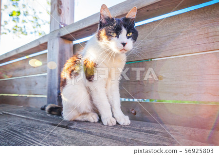 Arrogant short-haired domestic beautiful tabby cat Arrogant short-haired domestic beautiful tabby cat 56925803