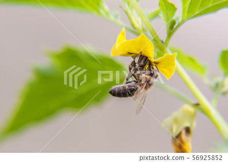 Honey bee covered with yellow pollen drink nectar, 56925852
