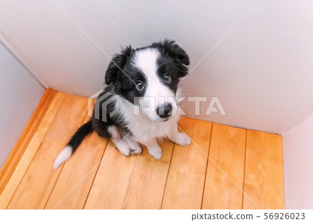Funny portrait of cute smilling puppy dog border 56926023