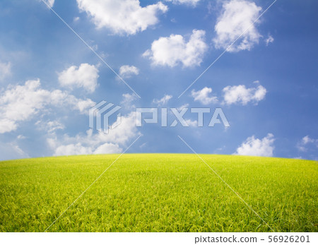 Rice field on blue sky background. Rice field on blue sky background. 56926201