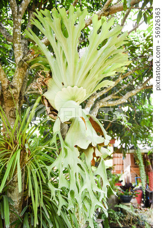 Platycerium ferns plant staghorn or elkhorn fern Platycerium ferns plant staghorn or elkhorn fern 56926363