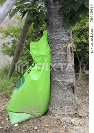 Drought Countermeasures, Water Bags, Roadside Trees Drought Countermeasures, Water Bags, Roadside Trees 56926459