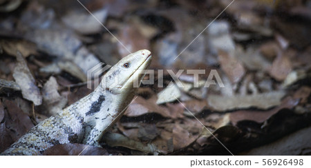 Blue tongued skink lying on the ground - Tiliqua 56926498