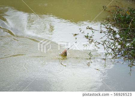 Fishing hook on the river - Sports fly fishing Fishing hook on the river - Sports fly fishing 56926523
