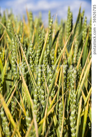real organic green wheat 56926785