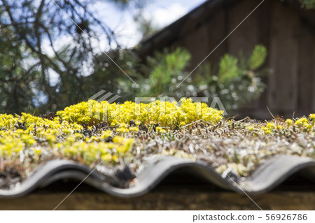 slate house covered with moss slate house covered with moss 56926786