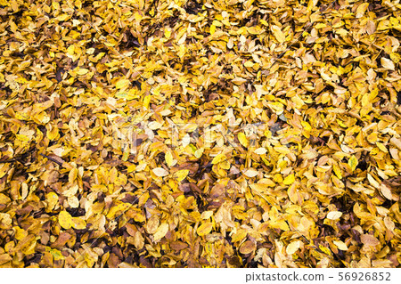 yellow foliage 56926852