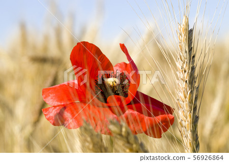 blooming red poppy blooming red poppy 56926864