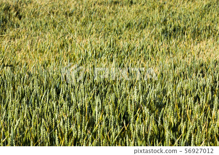 natural green ears of wheat natural green ears of wheat 56927012