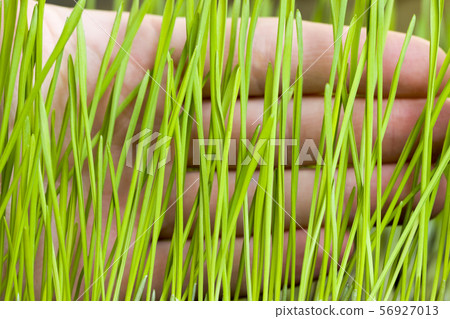 real organic green rye 56927013