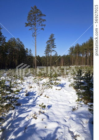 planting new pine trees 56927015