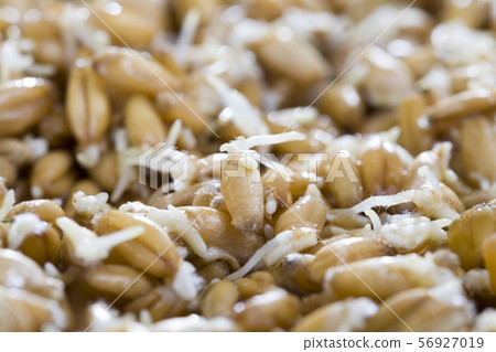 young sprouted wheat and fungus young sprouted wheat and fungus 56927019