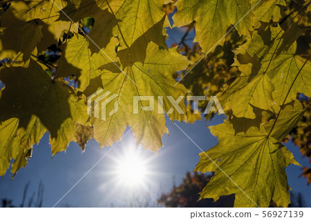 forest under the sunlight forest under the sunlight 56927139
