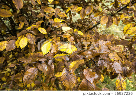 old fallen leaves old fallen leaves 56927226