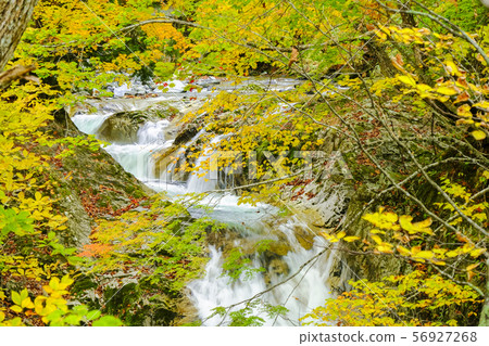 Yellow leaf mountain stream 1 56927268