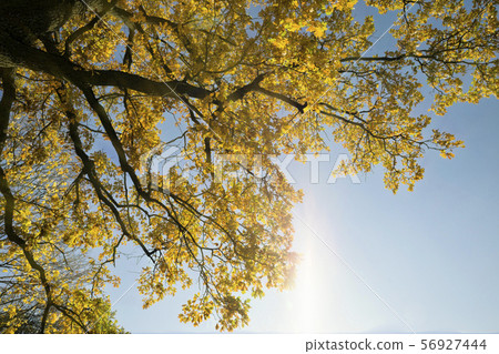 autumn oak foliage on trees autumn oak foliage on trees 56927444