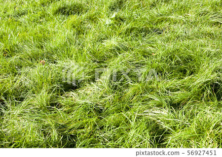 natural green grass natural green grass 56927451