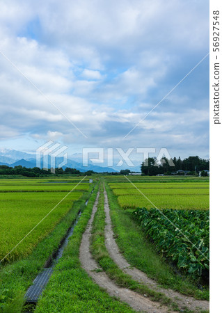 安曇野在北見郡池田町的早晨迎接 56927548
