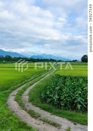 安曇野在北見郡池田町的早晨迎接 安曇野在北見郡池田町的早晨迎接 56927549