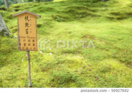 苔 苔 56927682