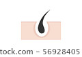Hair root (permeation) 56928405
