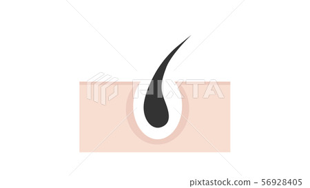 Hair root (permeation) Hair root (permeation) 56928405