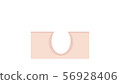 Hair root (permeation) 56928406