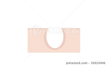 Hair root (permeation) 56928406