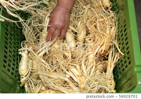 人參，人參市場，忠南錦山，傳統市場， 56928701