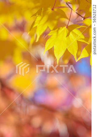 Autumn leaves of Oomomiji 56928712